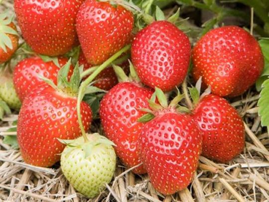 Клубника "СИМФОНИЯ" (6 шт.)